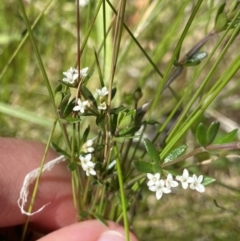 Asperula gunnii (Mountain Woodruff) at Tennent, ACT - 15 Dec 2022 by NedJohnston