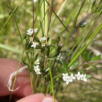 Asperula gunnii (Mountain Woodruff) at Tennent, ACT - 15 Dec 2022 by NedJohnston