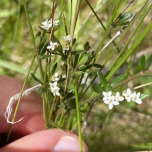 Asperula gunnii at Tennent, ACT - 15 Dec 2022 10:36 AM