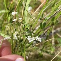 Asperula gunnii at Tennent, ACT - 15 Dec 2022