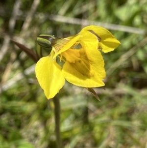 Diuris monticola at Tennent, ACT - suppressed