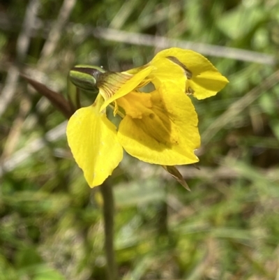 Diuris monticola (Highland Golden Moths) at Tennent, ACT - 14 Dec 2022 by Ned_Johnston