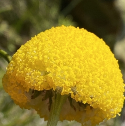 Craspedia paludicola (Swamp Billy Buttons) at Tharwa, ACT - 14 Dec 2022 by NedJohnston