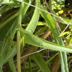 Craspedia paludicola at Tharwa, ACT - suppressed