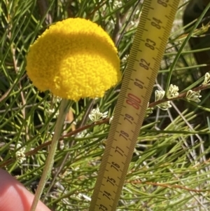 Craspedia paludicola at Tharwa, ACT - suppressed