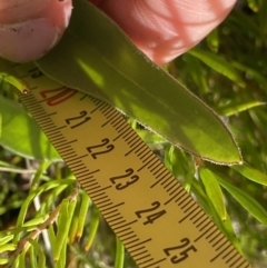 Craspedia paludicola at Tharwa, ACT - suppressed