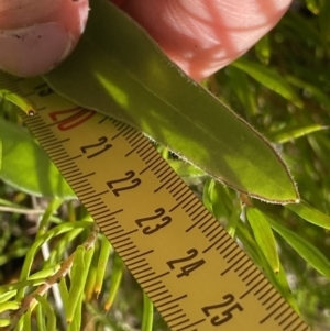 Craspedia paludicola at Tharwa, ACT - suppressed