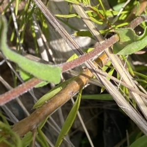 Craspedia paludicola at Tharwa, ACT - suppressed