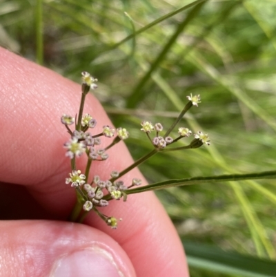 Gingidia harveyana (Slender Gingidia) at Tennent, ACT - 15 Dec 2022 by NedJohnston