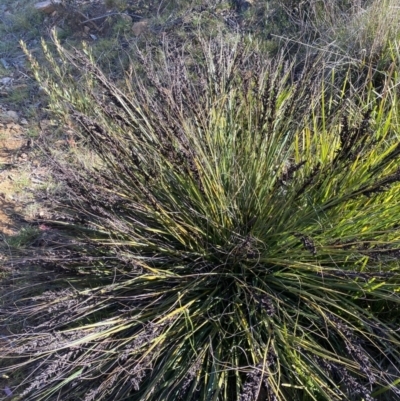 Gahnia subaequiglumis (Bog Saw-sedge) at Paddys River, ACT - 15 Dec 2022 by NedJohnston