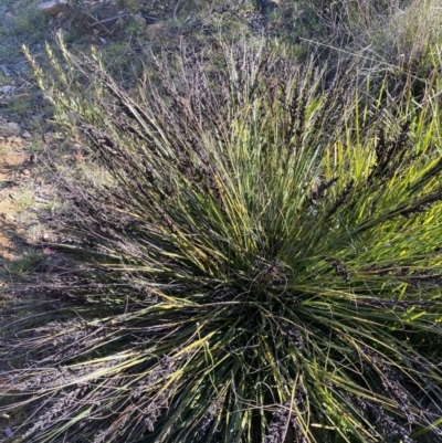 Gahnia subaequiglumis (Bog Saw-sedge) at Paddys River, ACT - 14 Dec 2022 by Ned_Johnston