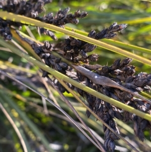 Gahnia subaequiglumis at Paddys River, ACT - 15 Dec 2022