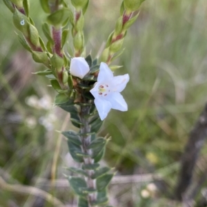 Epacris breviflora at Tennent, ACT - 15 Dec 2022