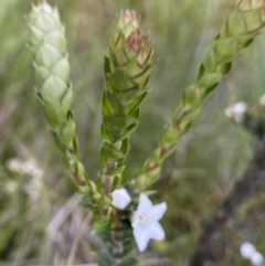 Epacris breviflora at Tennent, ACT - 15 Dec 2022