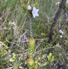 Epacris breviflora at Tennent, ACT - 15 Dec 2022