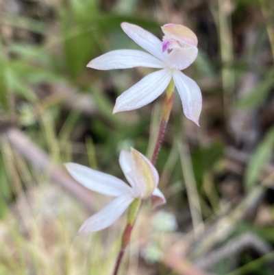Caladenia moschata (Musky Caps) at Tennent, ACT - 15 Dec 2022 by NedJohnston