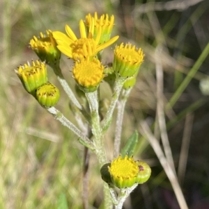 Senecio pinnatifolius var. alpinus at Tennent, ACT - 15 Dec 2022 09:51 AM