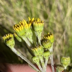 Senecio pinnatifolius var. alpinus at Tennent, ACT - 15 Dec 2022