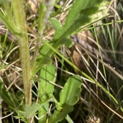 Senecio pinnatifolius var. alpinus at Tennent, ACT - 15 Dec 2022 09:51 AM