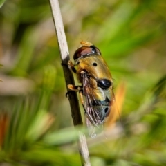 Austalis pulchella (Hover fly) at Stromlo, ACT - 14 Dec 2022 by Kenp12