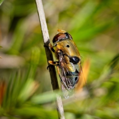 Austalis pulchella (Hover fly) at Stromlo, ACT - 14 Dec 2022 by Kenp12