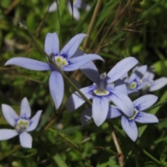 Isotoma fluviatilis subsp. australis (Swamp Isotome) at Weetangera, ACT - 9 Dec 2022 by pinnaCLE