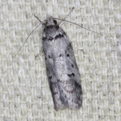 Philobota orescoa (a Concealer Moth) at O'Connor, ACT - 5 Dec 2022 by ibaird