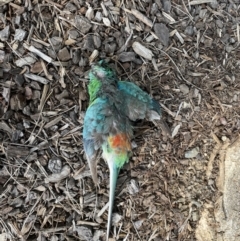 Psephotus haematonotus (Red-rumped Parrot) at Harrison, ACT - 17 Dec 2022 by cmobbs