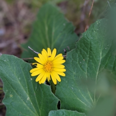 Cymbonotus sp. (preissianus or lawsonianus) (Bears Ears) at Nurenmerenmong, NSW - 12 Nov 2022 by Marchien