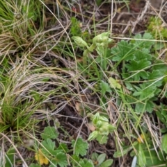 Hymenochilus crassicaulis (Alpine swan greenhood) at Nurenmerenmong, NSW - 11 Nov 2022 by Marchien