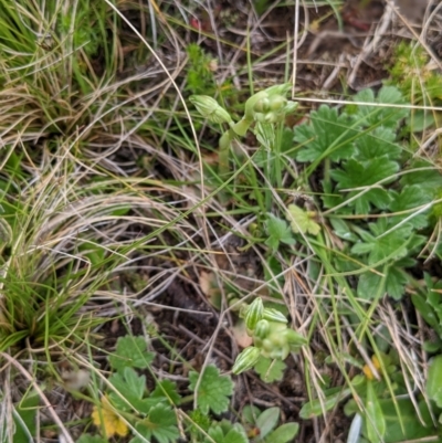 Hymenochilus crassicaulis (Alpine swan greenhood) at Nurenmerenmong, NSW - 11 Nov 2022 by Marchien