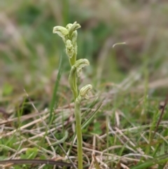 Hymenochilus crassicaulis at Nurenmerenmong, NSW - 11 Nov 2022