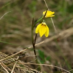 Diuris subalpina (Small Snake Orchid) at The Tops at Nurenmerenmong - 12 Nov 2022 by Marchien