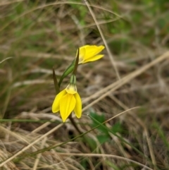 Diuris subalpina at Nurenmerenmong, NSW - suppressed