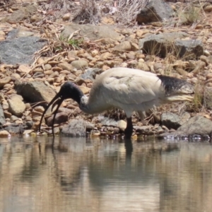 Threskiornis molucca at Symonston, ACT - 18 Dec 2022