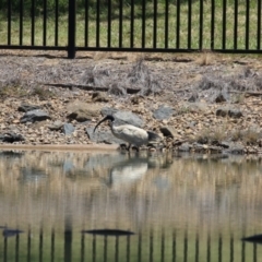 Threskiornis molucca at Symonston, ACT - 18 Dec 2022