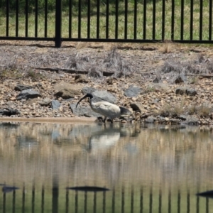 Threskiornis molucca at Symonston, ACT - 18 Dec 2022