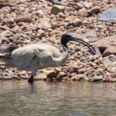 Threskiornis molucca at Symonston, ACT - 18 Dec 2022