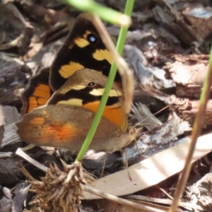 Heteronympha merope at Symonston, ACT - 18 Dec 2022 11:49 AM