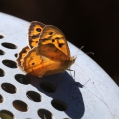 Heteronympha merope at Symonston, ACT - 18 Dec 2022 11:49 AM