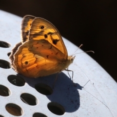 Heteronympha merope at Symonston, ACT - 18 Dec 2022 11:49 AM