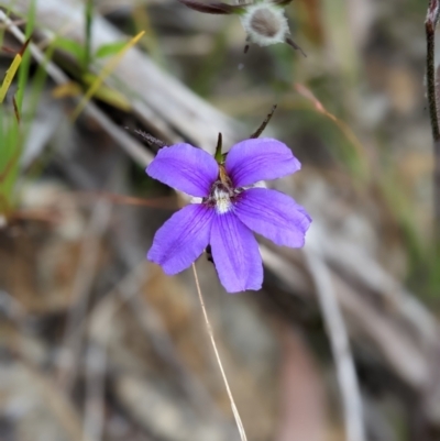 Scaevola ramosissima (Hairy Fan-flower) at Lake Conjola, NSW - 10 Dec 2022 by Marchien