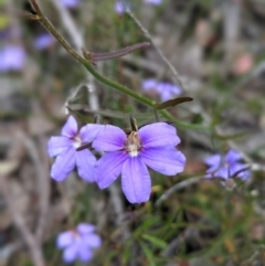 Scaevola ramosissima at Lake Conjola, NSW - 11 Dec 2022 09:16 AM