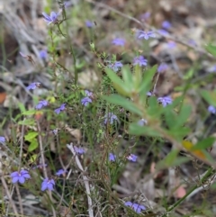 Scaevola ramosissima at Lake Conjola, NSW - 11 Dec 2022