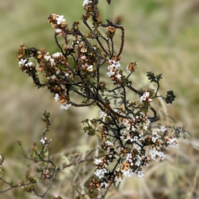 Epacris breviflora (Drumstick Heath) at Nurenmerenmong, NSW - 12 Nov 2022 by Marchien