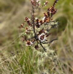 Epacris breviflora at Nurenmerenmong, NSW - 12 Nov 2022
