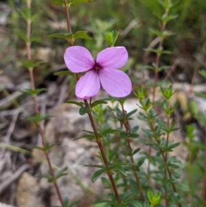 Tetratheca thymifolia at Lake Conjola, NSW - 11 Dec 2022