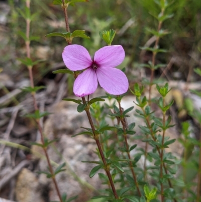 Tetratheca thymifolia (Black-eyed Susan) at Lake Conjola, NSW - 10 Dec 2022 by Marchien