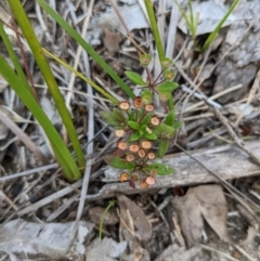 Pomax umbellata (A Pomax) at Conjola, NSW - 11 Dec 2022 by Marchien