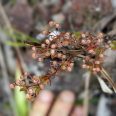 Pomax umbellata at Conjola, NSW - 11 Dec 2022 09:42 AM